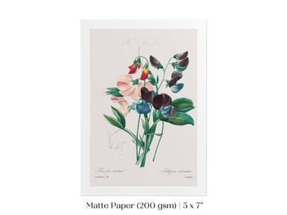 Sweet Peas | P494 - Single Art Prints - Piccolo Fiore Prints