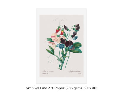 Sweet Peas | P494 - Single Art Prints - Piccolo Fiore Prints