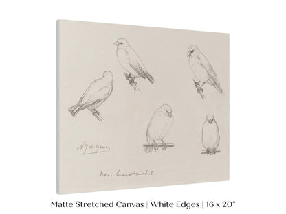 The Canaries Sketch | P151 - Single Art Prints - Piccolo Fiore Prints
