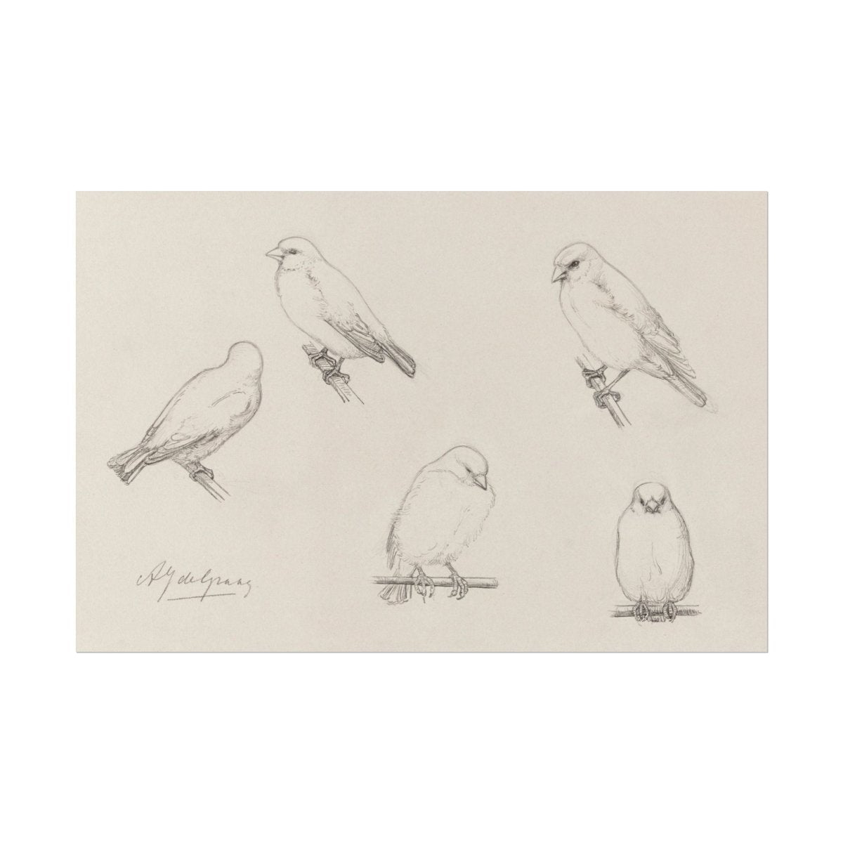 The Canaries Sketch | P151 - Single Art Prints - Piccolo Fiore Prints