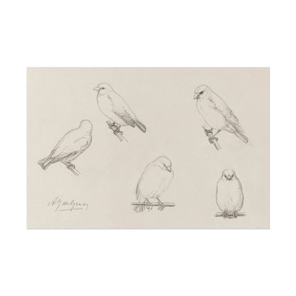The Canaries Sketch | P151 - Single Art Prints - Piccolo Fiore Prints