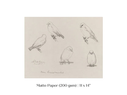 The Canaries Sketch | P151 - Single Art Prints - Piccolo Fiore Prints