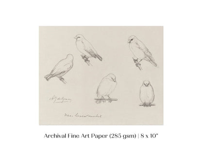 The Canaries Sketch | P151 - Single Art Prints - Piccolo Fiore Prints