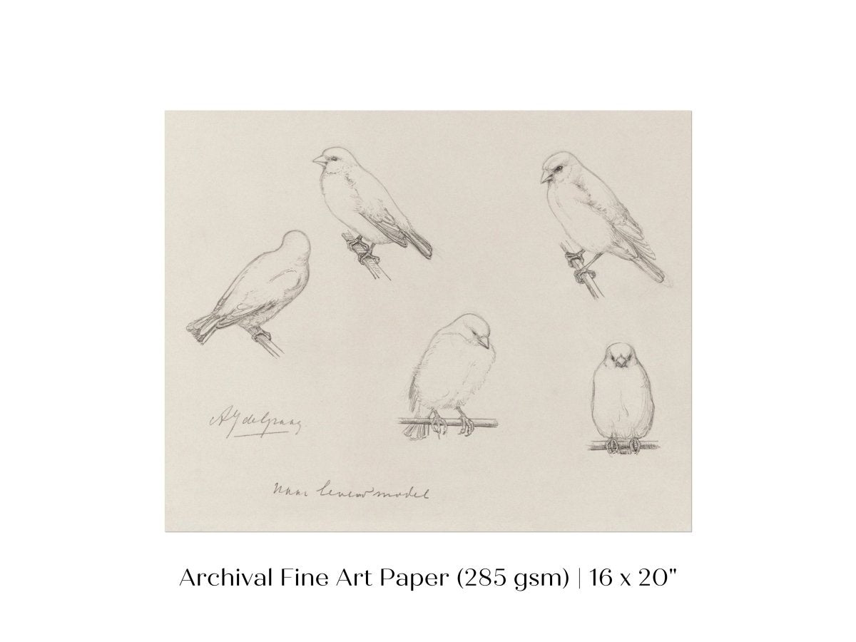 The Canaries Sketch | P151 - Single Art Prints - Piccolo Fiore Prints