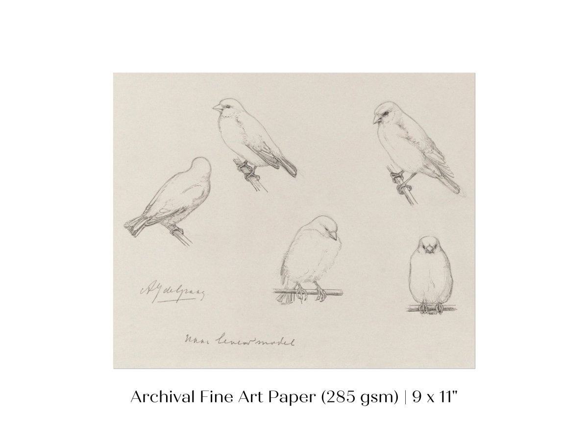 The Canaries Sketch | P151 - Single Art Prints - Piccolo Fiore Prints