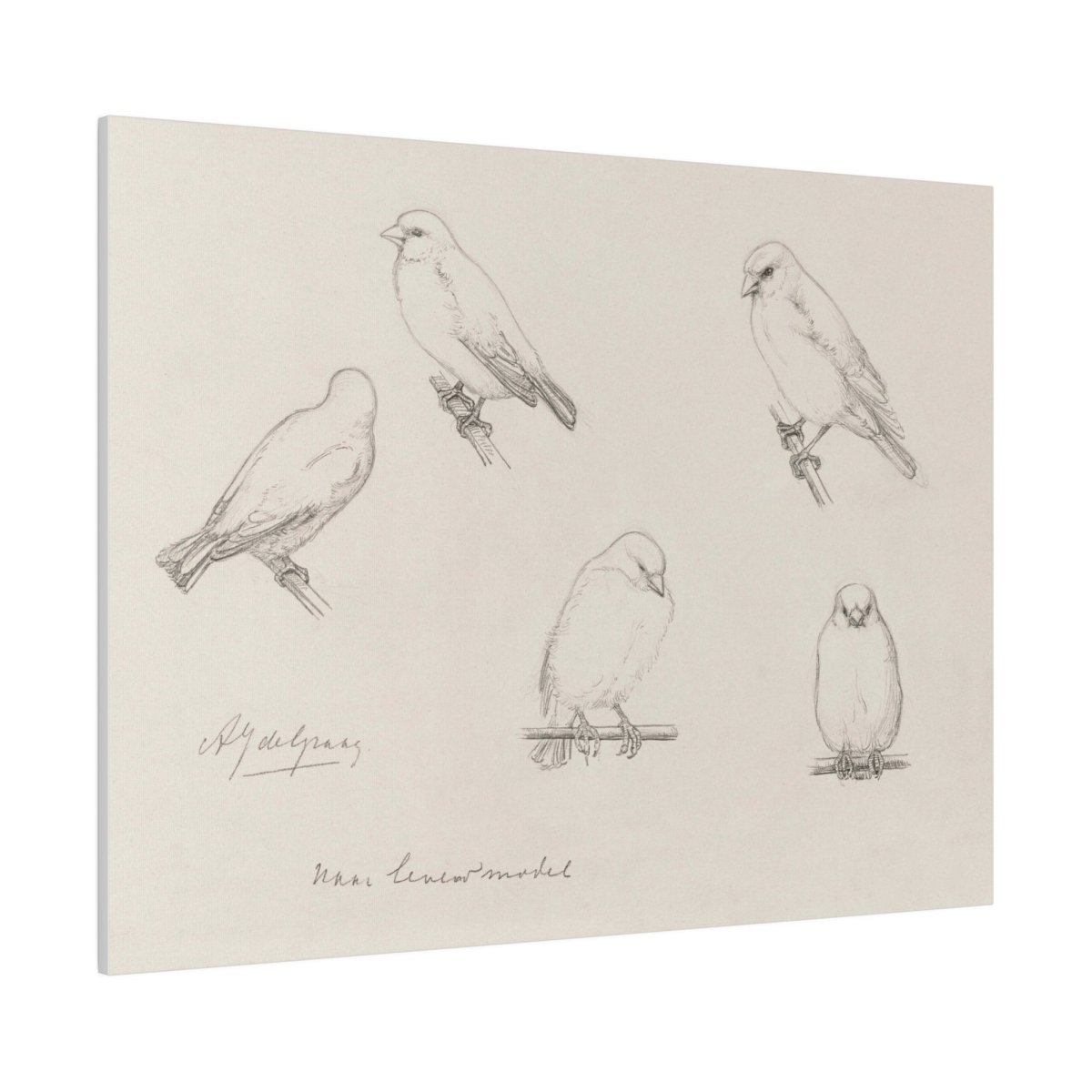 The Canaries Sketch | P151 - Single Art Prints - Piccolo Fiore Prints
