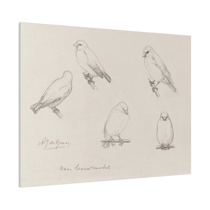 The Canaries Sketch | P151 - Single Art Prints - Piccolo Fiore Prints