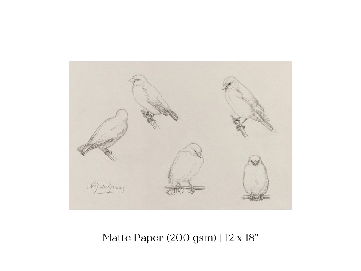 The Canaries Sketch | P151 - Single Art Prints - Piccolo Fiore Prints