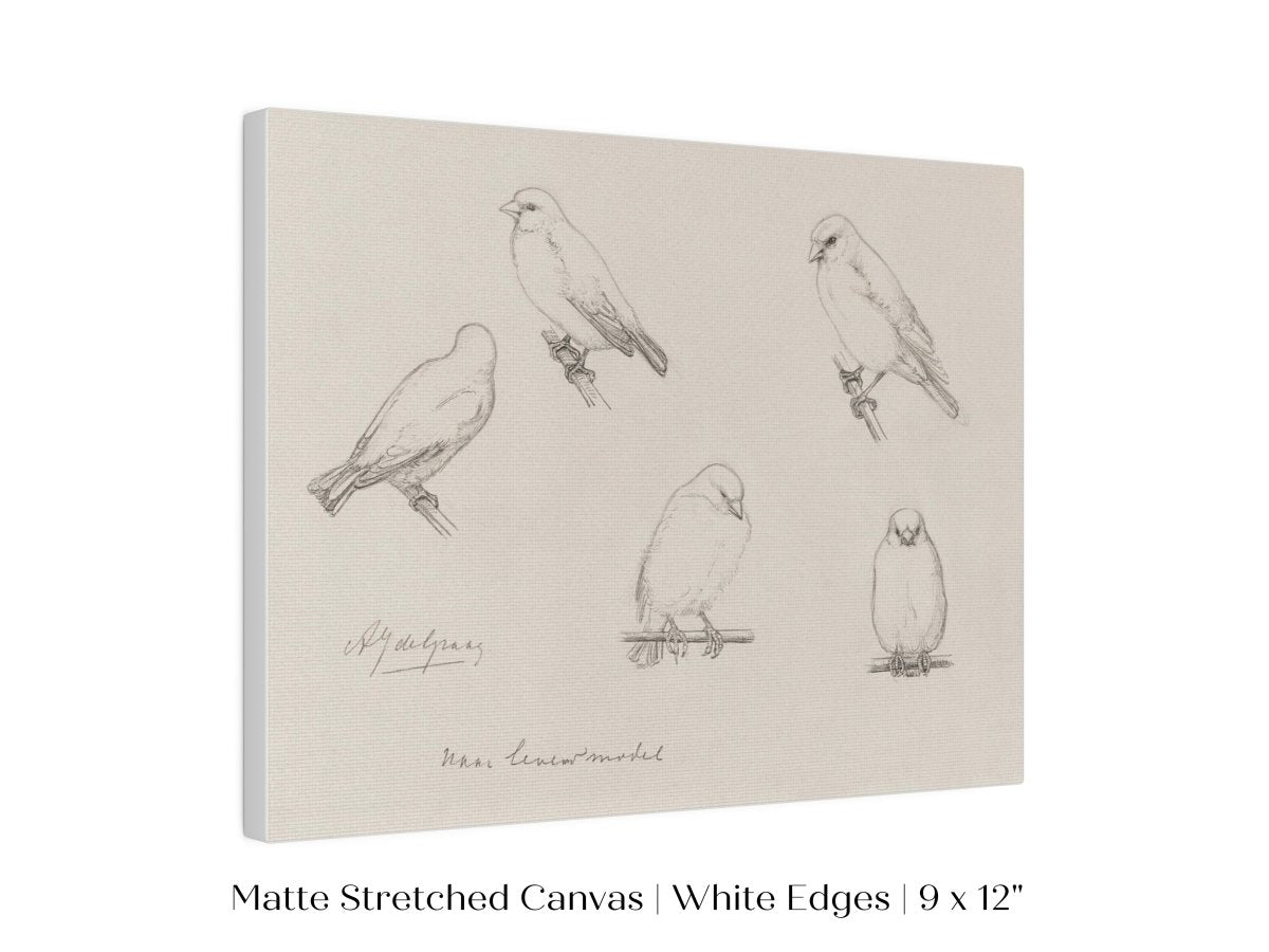 The Canaries Sketch | P151 - Single Art Prints - Piccolo Fiore Prints