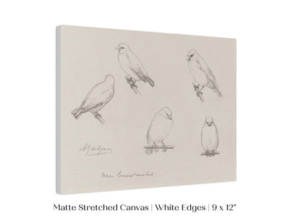 The Canaries Sketch | P151 - Single Art Prints - Piccolo Fiore Prints