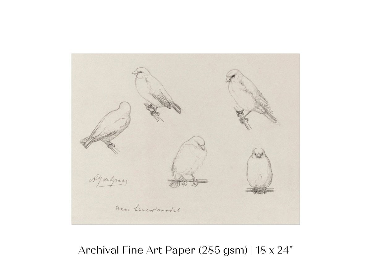 The Canaries Sketch | P151 - Single Art Prints - Piccolo Fiore Prints