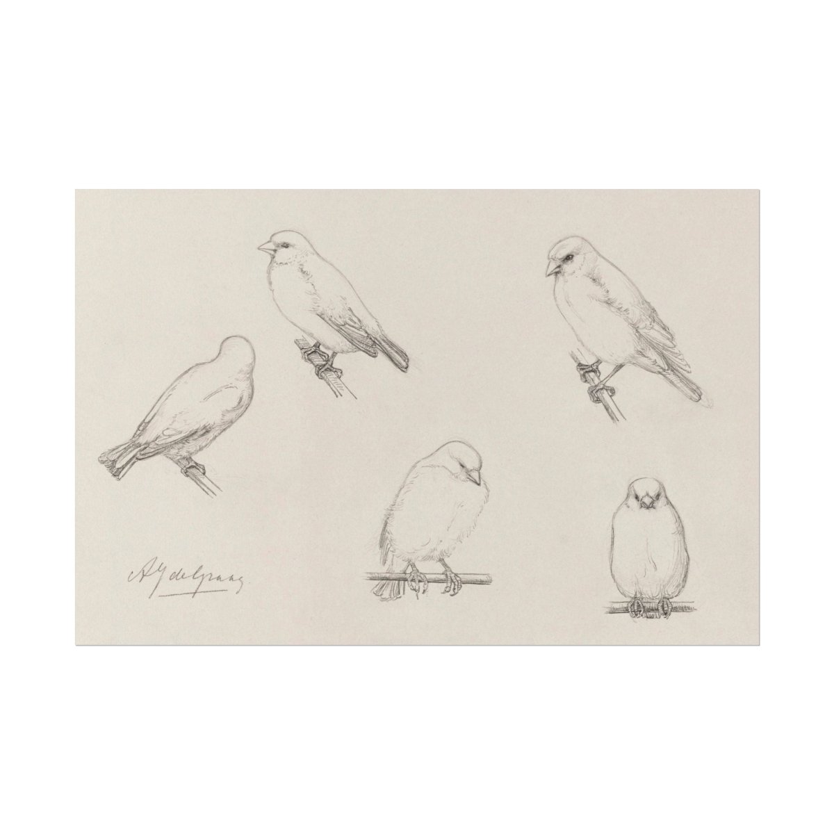 The Canaries Sketch | P151 - Single Art Prints - Piccolo Fiore Prints