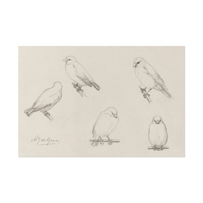 The Canaries Sketch | P151 - Single Art Prints - Piccolo Fiore Prints