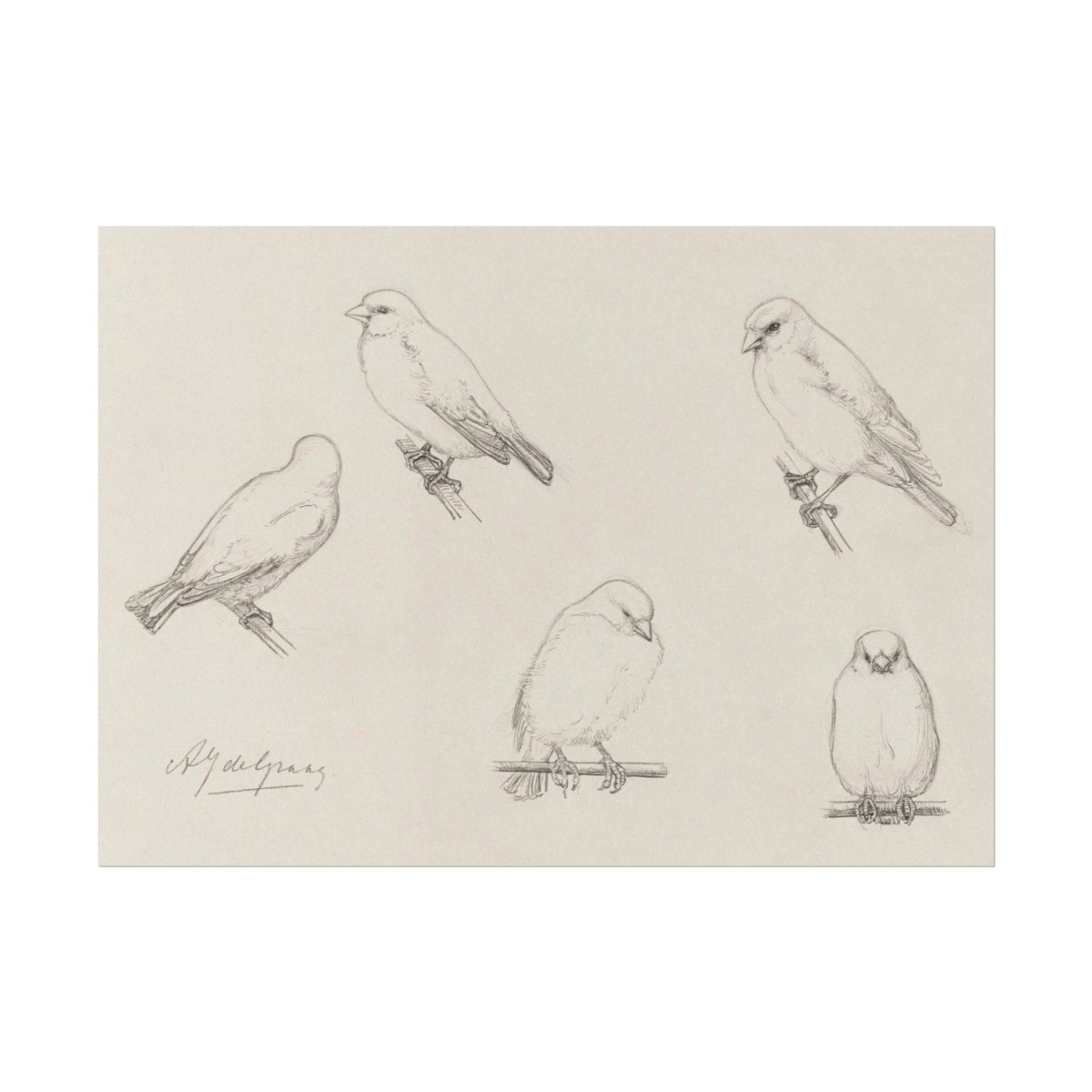 The Canaries Sketch | P151 - Single Art Prints - Piccolo Fiore Prints