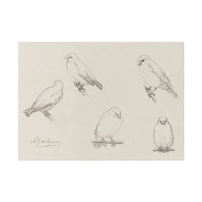 The Canaries Sketch | P151 - Single Art Prints - Piccolo Fiore Prints