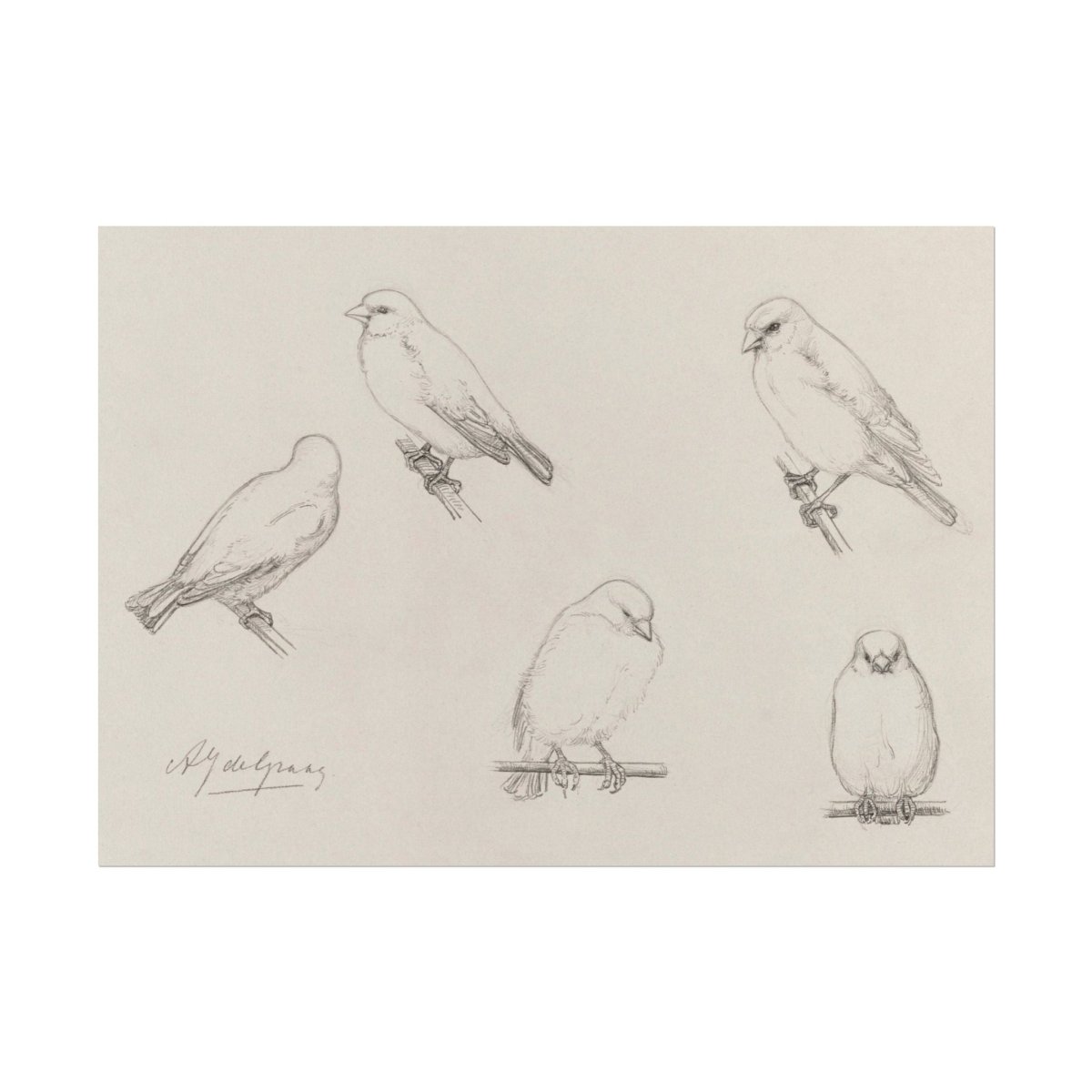 The Canaries Sketch | P151 - Single Art Prints - Piccolo Fiore Prints