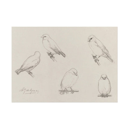 The Canaries Sketch | P151 - Single Art Prints - Piccolo Fiore Prints