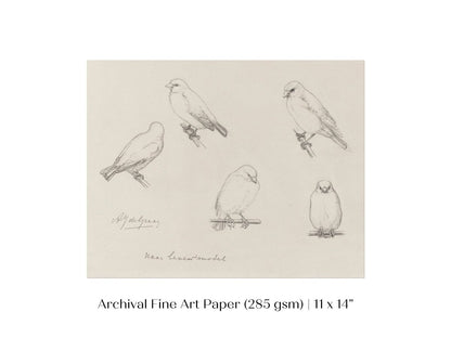 The Canaries Sketch | P151 - Single Art Prints - Piccolo Fiore Prints