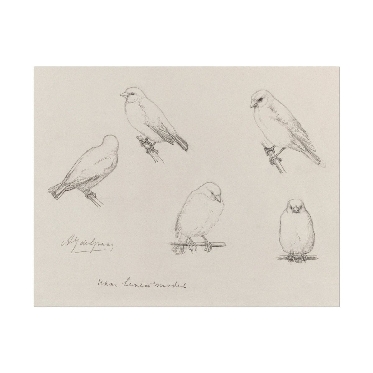 The Canaries Sketch | P151 - Single Art Prints - Piccolo Fiore Prints