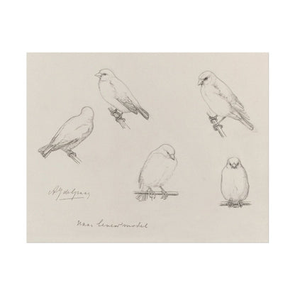 The Canaries Sketch | P151 - Single Art Prints - Piccolo Fiore Prints
