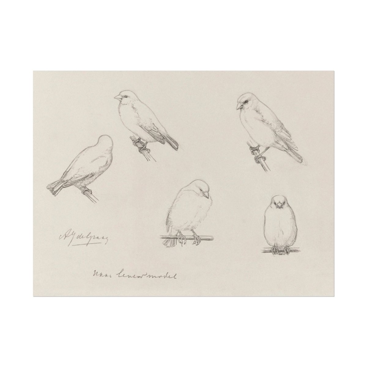 The Canaries Sketch | P151 - Single Art Prints - Piccolo Fiore Prints