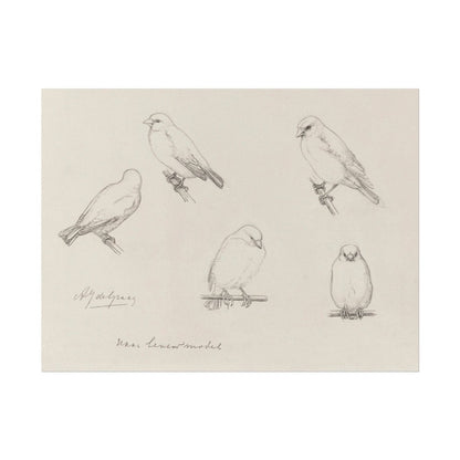 The Canaries Sketch | P151 - Single Art Prints - Piccolo Fiore Prints