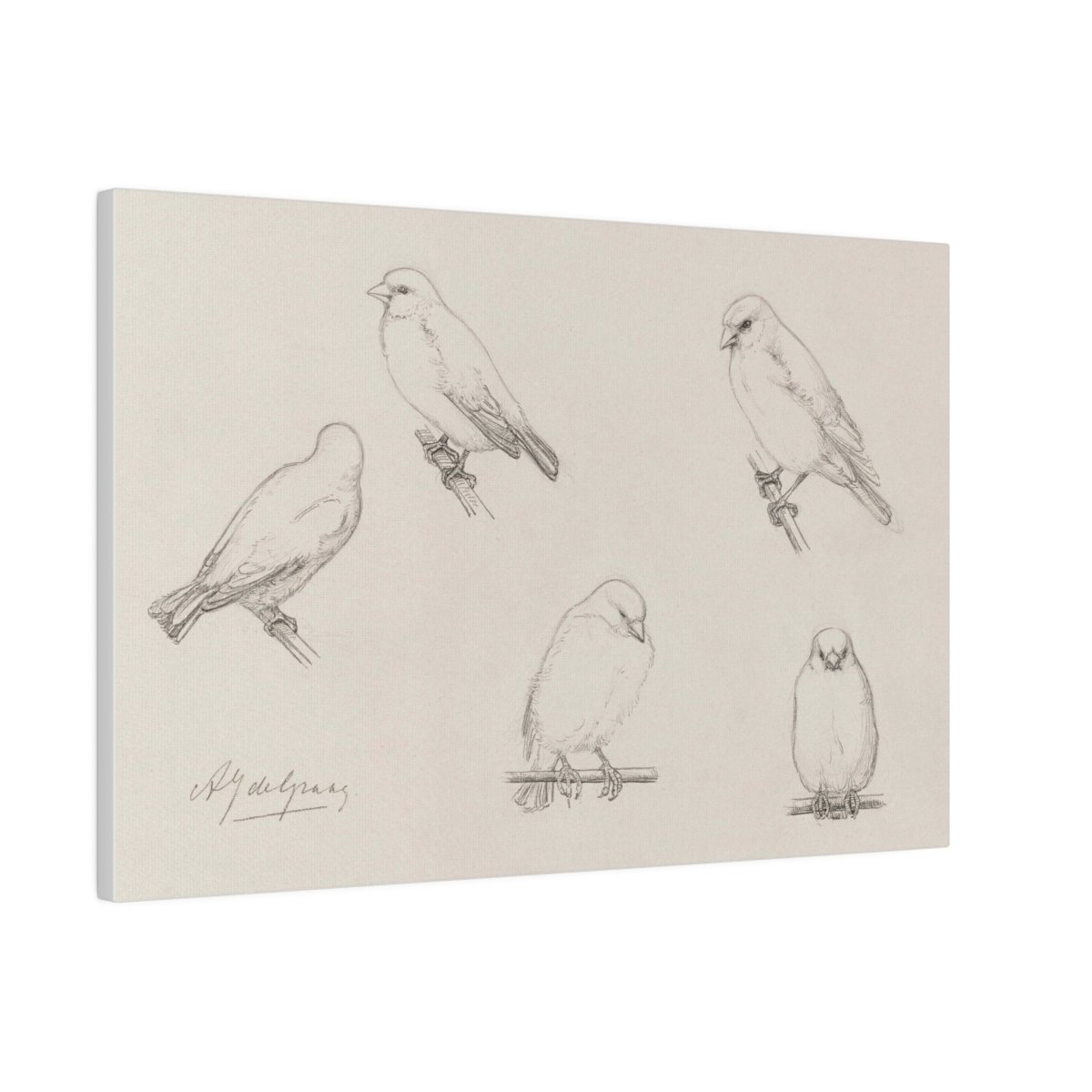 The Canaries Sketch | P151 - Single Art Prints - Piccolo Fiore Prints