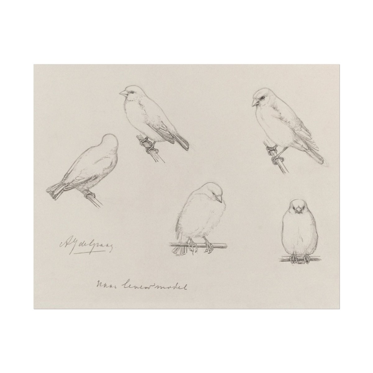 The Canaries Sketch | P151 - Single Art Prints - Piccolo Fiore Prints