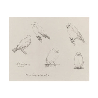 The Canaries Sketch | P151 - Single Art Prints - Piccolo Fiore Prints
