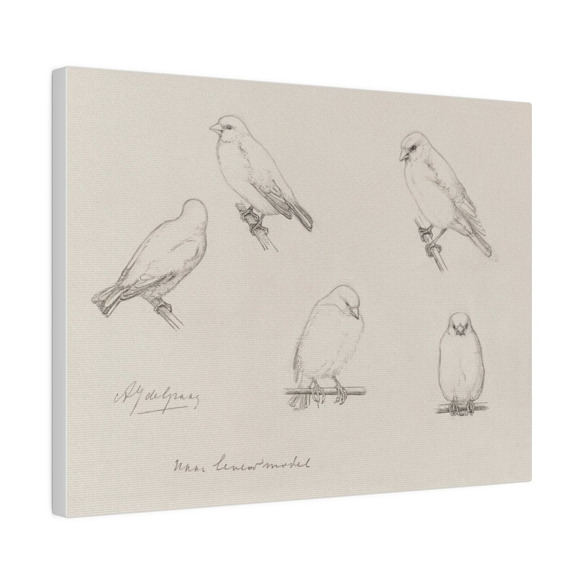 The Canaries Sketch | P151 - Single Art Prints - Piccolo Fiore Prints
