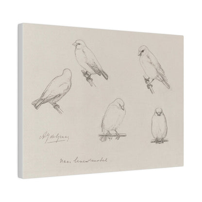 The Canaries Sketch | P151 - Single Art Prints - Piccolo Fiore Prints