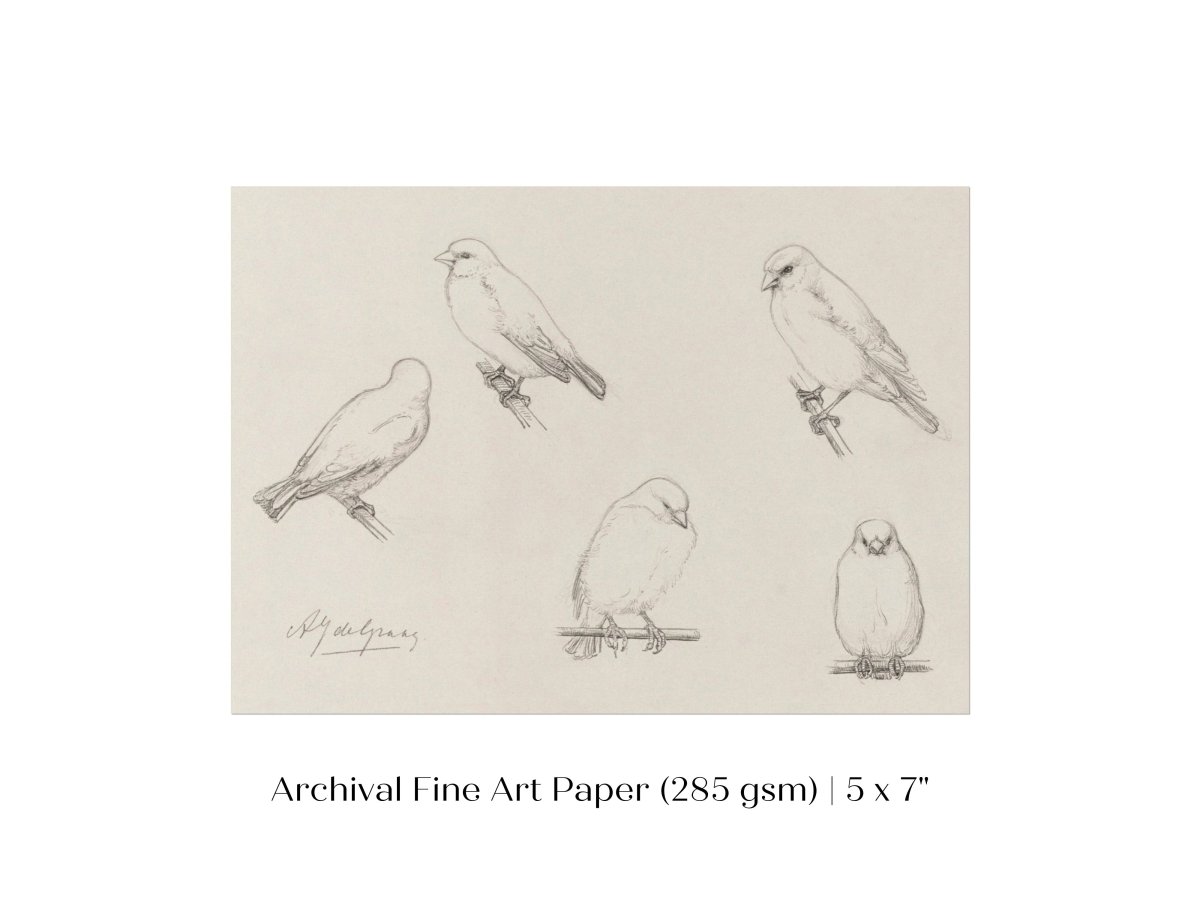 The Canaries Sketch | P151 - Single Art Prints - Piccolo Fiore Prints