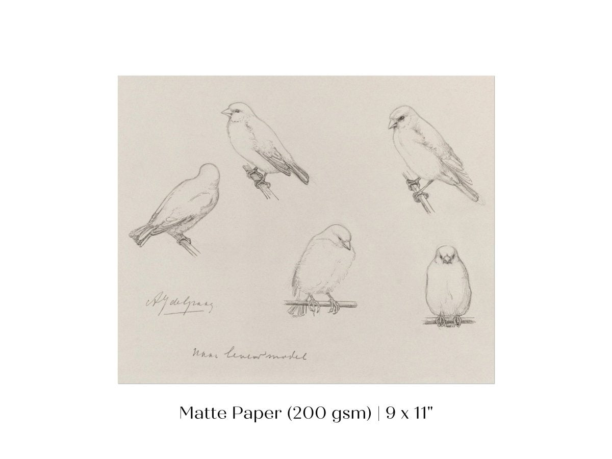 The Canaries Sketch | P151 - Single Art Prints - Piccolo Fiore Prints