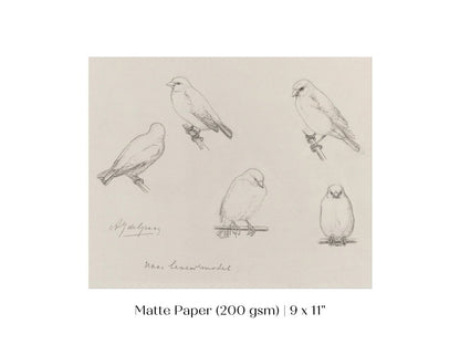 The Canaries Sketch | P151 - Single Art Prints - Piccolo Fiore Prints
