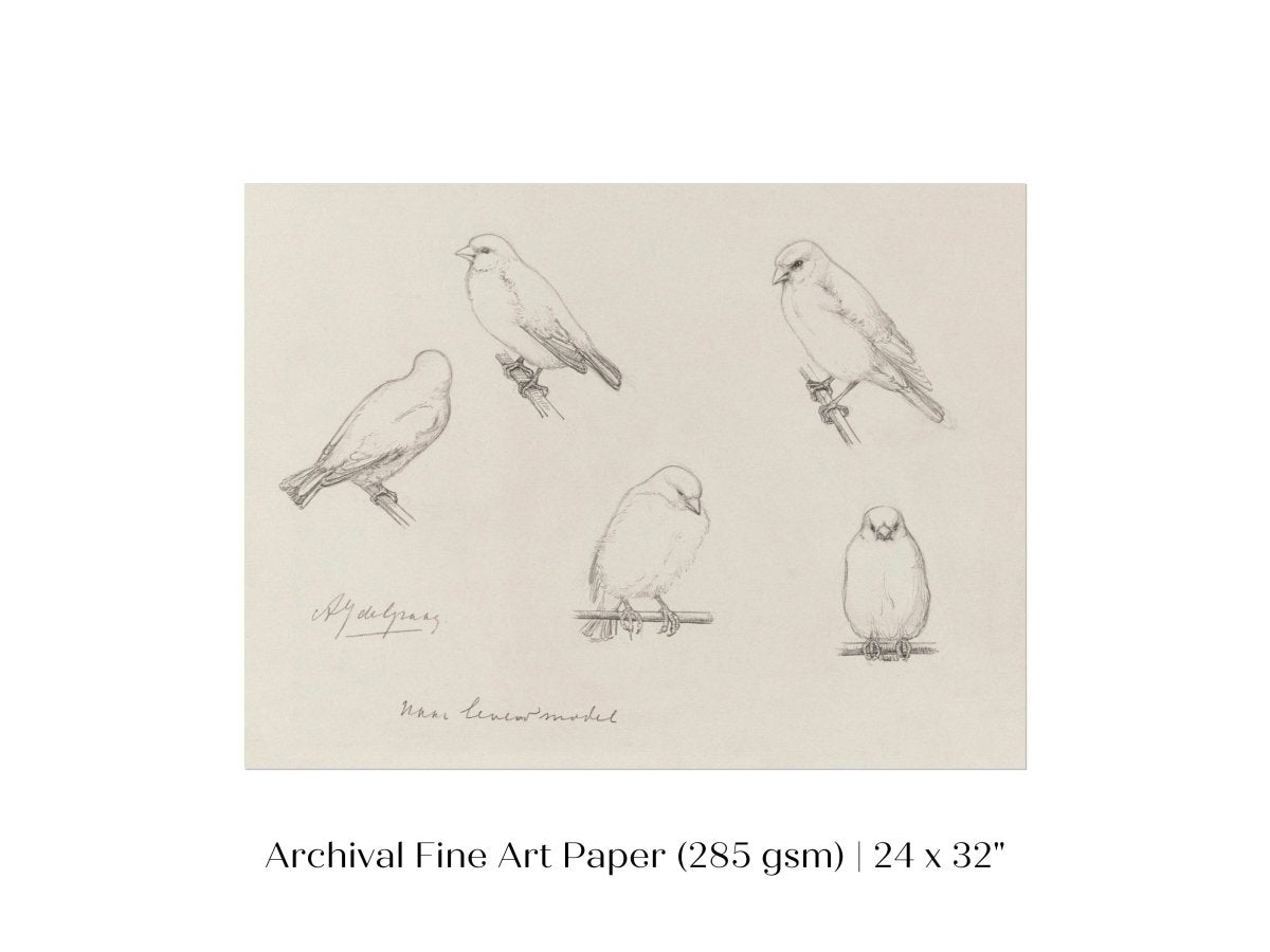 The Canaries Sketch | P151 - Single Art Prints - Piccolo Fiore Prints