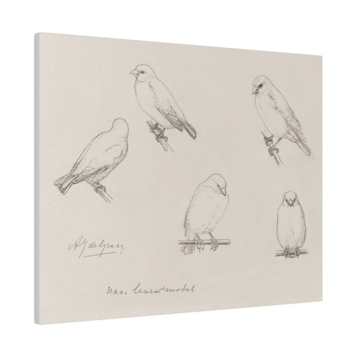 The Canaries Sketch | P151 - Single Art Prints - Piccolo Fiore Prints