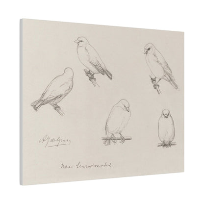 The Canaries Sketch | P151 - Single Art Prints - Piccolo Fiore Prints