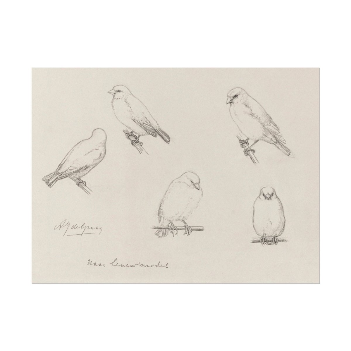 The Canaries Sketch | P151 - Single Art Prints - Piccolo Fiore Prints