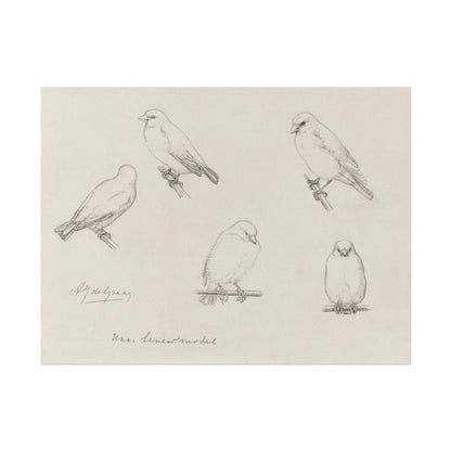 The Canaries Sketch | P151 - Single Art Prints - Piccolo Fiore Prints