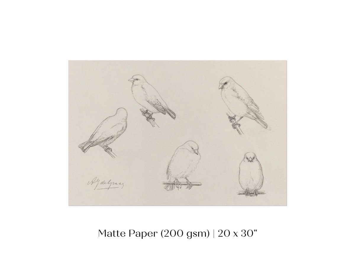 The Canaries Sketch | P151 - Single Art Prints - Piccolo Fiore Prints