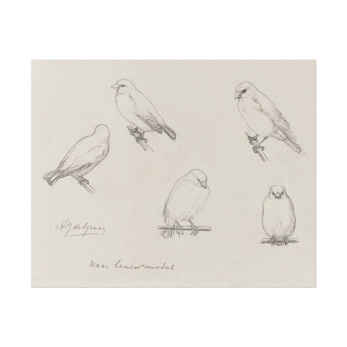 The Canaries Sketch | P151 - Single Art Prints - Piccolo Fiore Prints