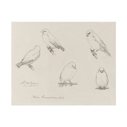 The Canaries Sketch | P151 - Single Art Prints - Piccolo Fiore Prints