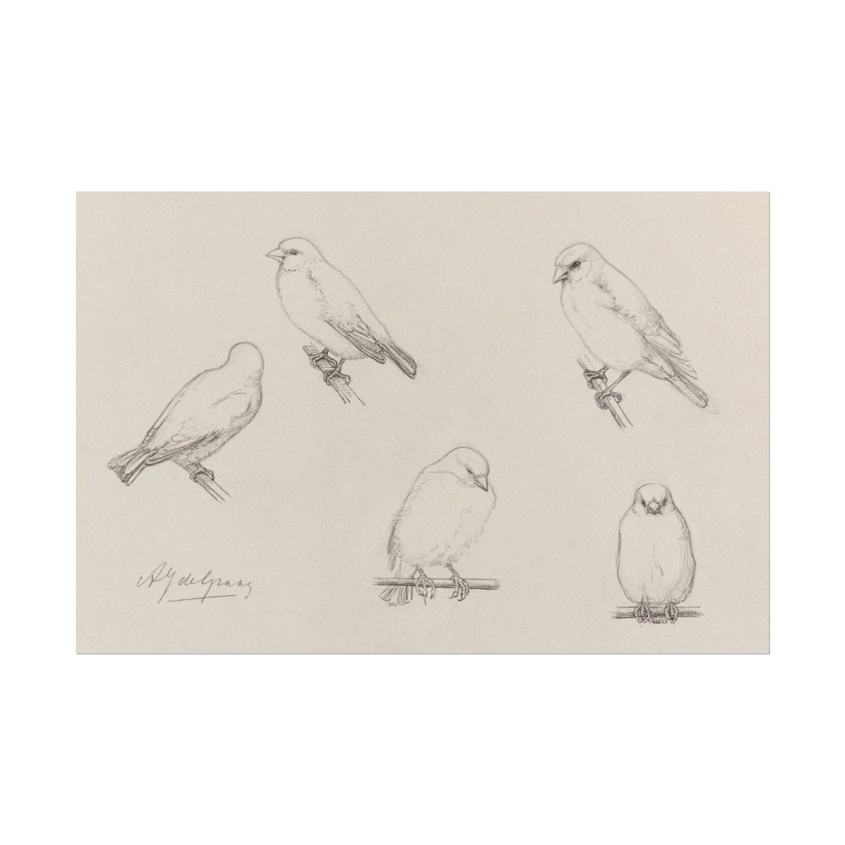 The Canaries Sketch | P151 - Single Art Prints - Piccolo Fiore Prints