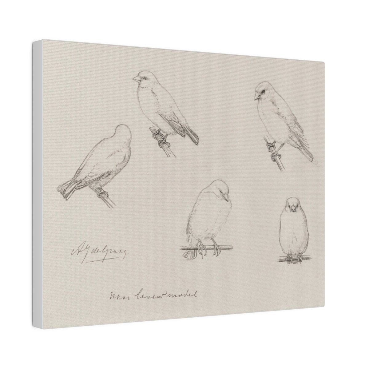 The Canaries Sketch | P151 - Single Art Prints - Piccolo Fiore Prints