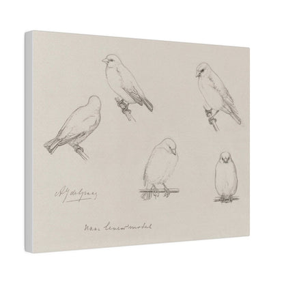 The Canaries Sketch | P151 - Single Art Prints - Piccolo Fiore Prints