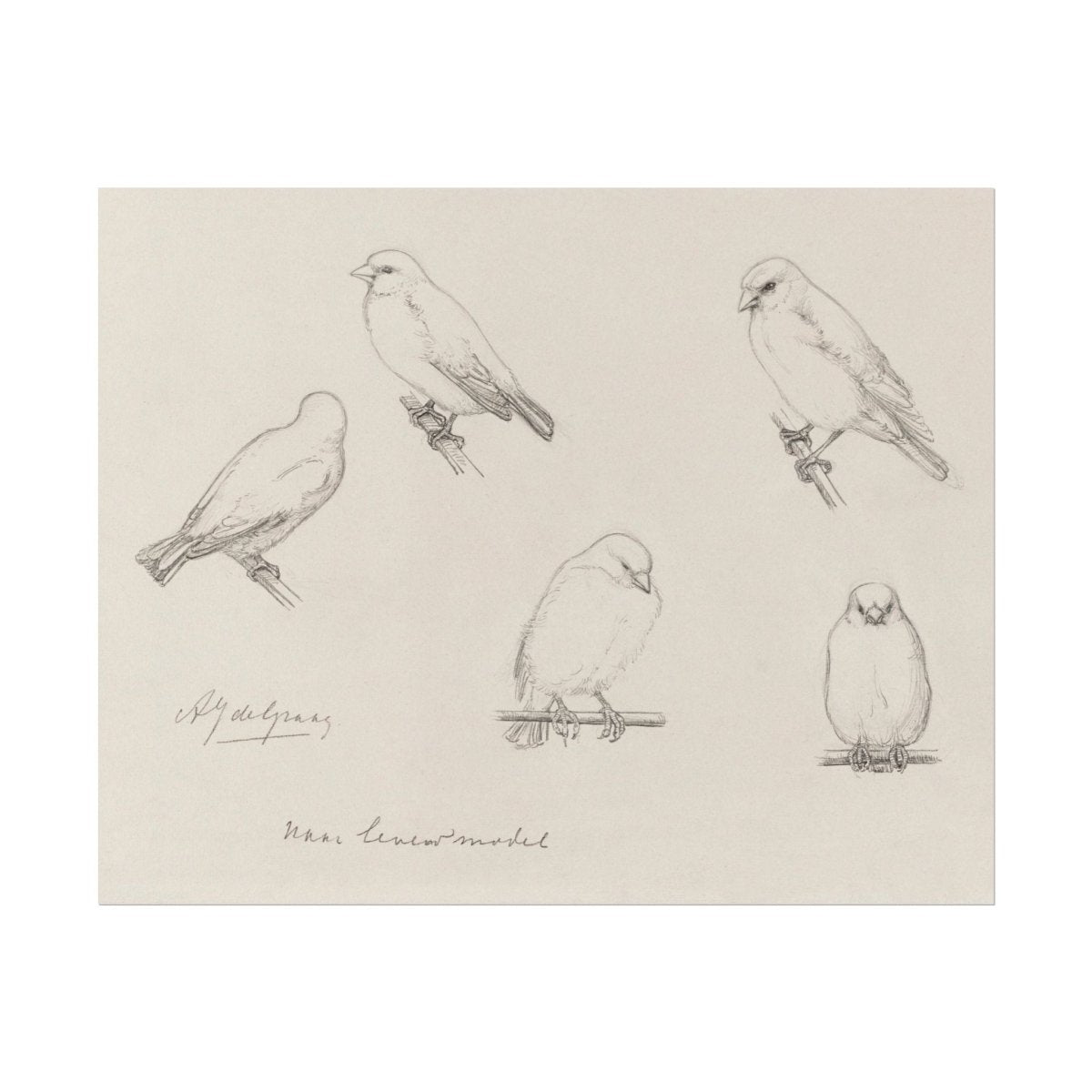 The Canaries Sketch | P151 - Single Art Prints - Piccolo Fiore Prints