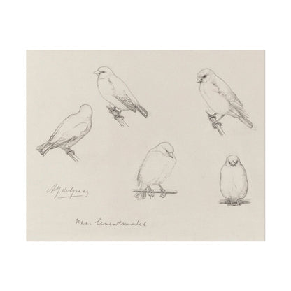 The Canaries Sketch | P151 - Single Art Prints - Piccolo Fiore Prints