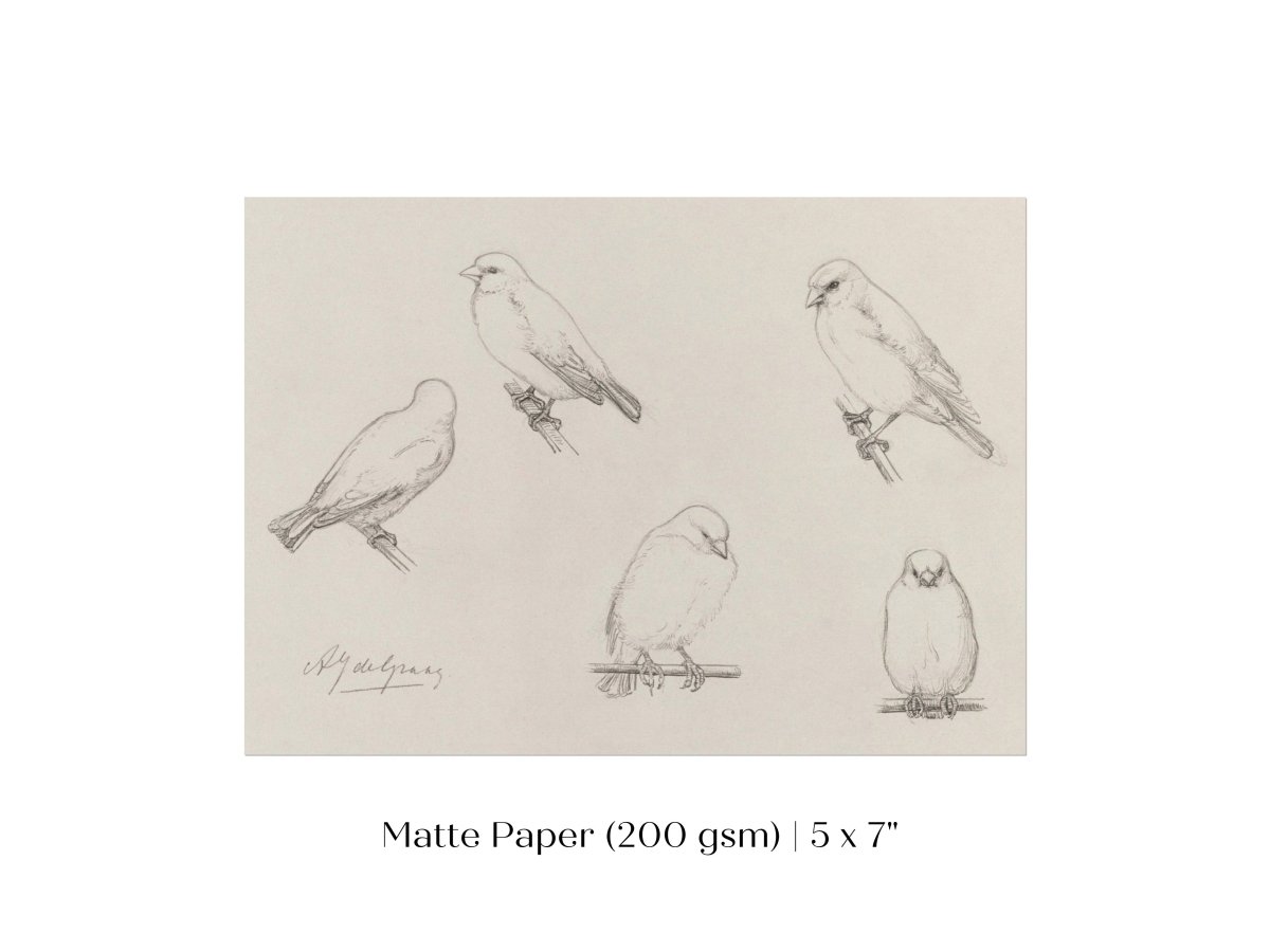 The Canaries Sketch | P151 - Single Art Prints - Piccolo Fiore Prints