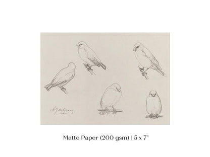 The Canaries Sketch | P151 - Single Art Prints - Piccolo Fiore Prints