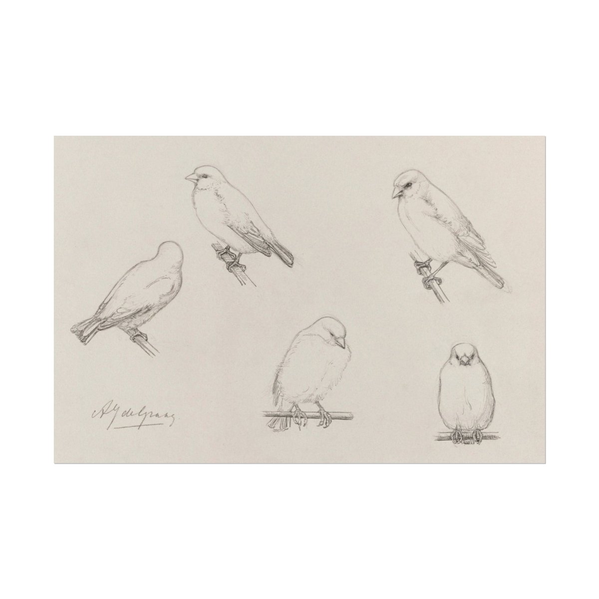 The Canaries Sketch | P151 - Single Art Prints - Piccolo Fiore Prints